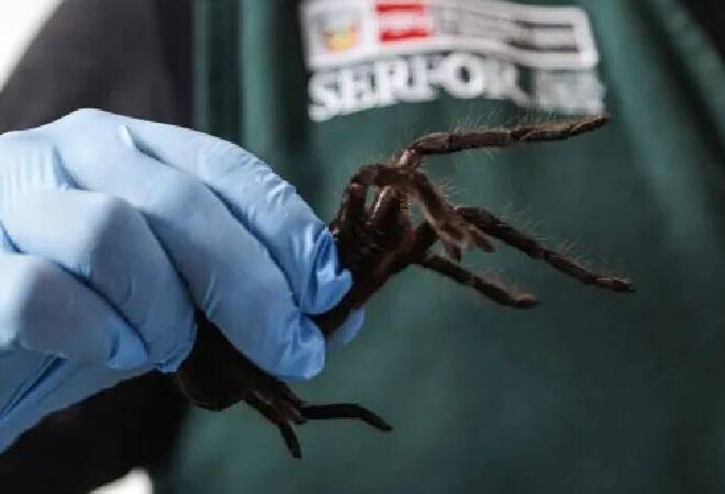 Örümcek kaçakçısı, vücuduna bağladığı 300 tarantulayla yakalandı